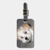 Havanese Rettungs-Welpen-TAN-Beige Gepäckanhänger (Vorderseite vertikal)