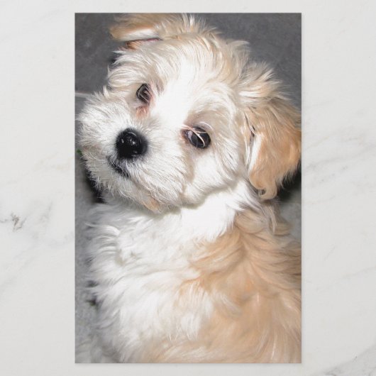 Havanese Rettungswelpe Tanweiß Briefpapier (Vorderseite)