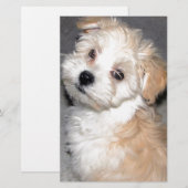 Havanese Rettungswelpe Tanweiß Briefpapier (Vorne/Hinten)