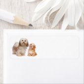 Havanese Rücksendeadresse (Insitu)