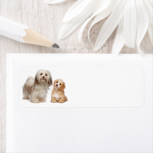 Havanese Rücksendeadresse (Insitu)