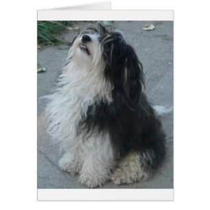 havanese_session.png