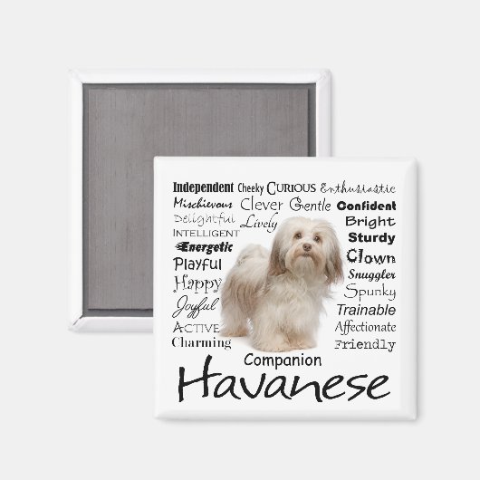 Havanese Traits Magnet (Vorderseite/Rückseite)