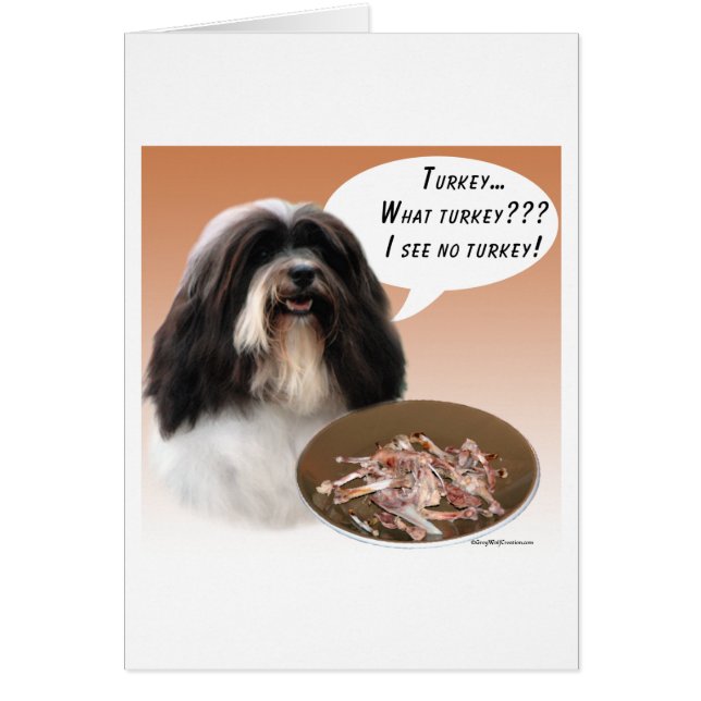 Havanese Türkei (Vorne)