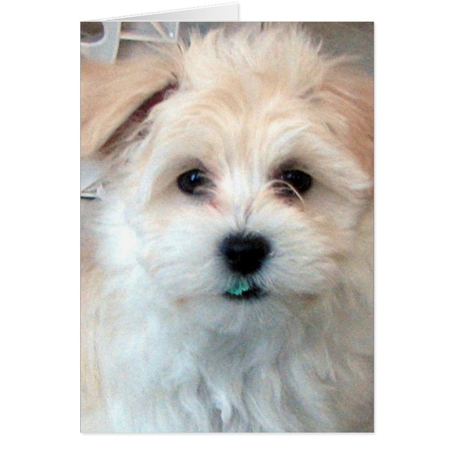 Havanese Umarmungskarte (Vorne)
