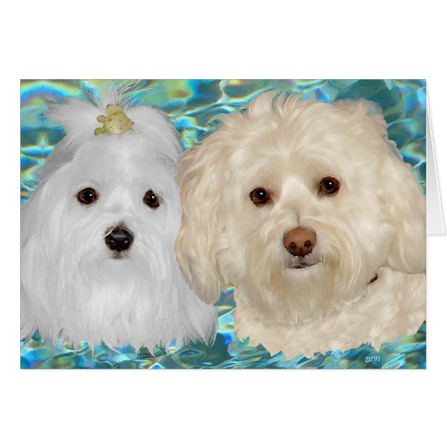 Havanese und Maltesisch über türkisblaues Wasser (Vorderseite (Horizontal))