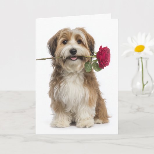 Havanese Valentine – Sanfte Liebe und Hingabe Karte (Kleine Pflanze)
