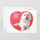 Havanese Valentine's Day Feiertagspostkarte (Vorne/Hinten)