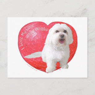 Havanese Valentine's Day Feiertagspostkarte