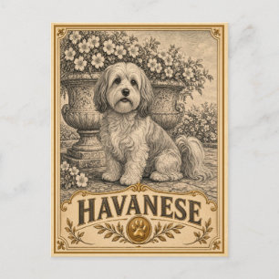 Havanese, Vintage-Heritage-Hund Postkarte