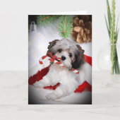 Havanese Weihnachten (Vorderseite)