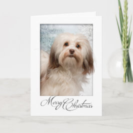 Havanese Weihnachtskarte Feiertagskarte