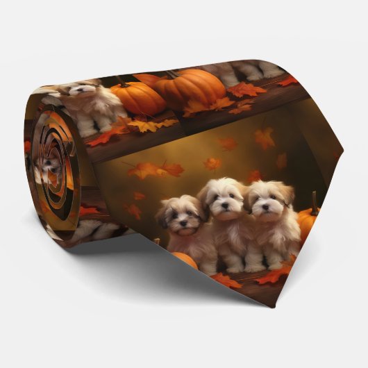 Havanese Welpe Autumn Delight Pumpkin Krawatte (Gerollt)