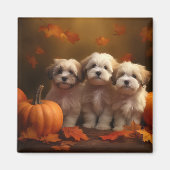 Havanese Welpe Autumn Delight Pumpkin Magnet (Vorne)