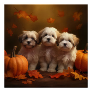 Havanese Welpe Autumn Delight Pumpkin Poster