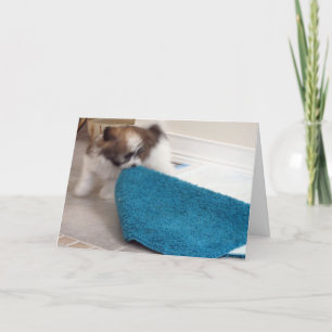 Havanese Welpe, der seine Wolldecke bewegt Karte