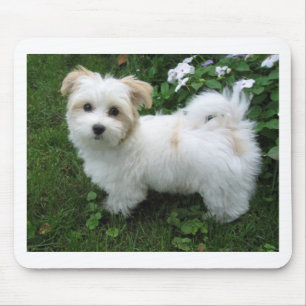 Havanese Welpe im Garten Mousepad