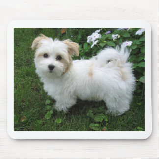 Havanese Welpe im Garten Mousepad