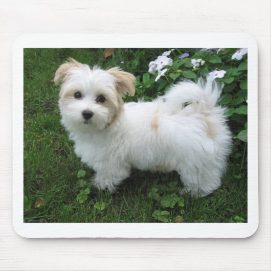 Havanese Welpe im Garten Mousepad (Vorne)