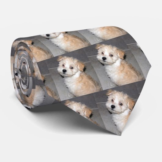 Havanese Welpe Krawatte (Gerollt)