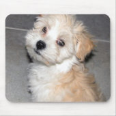 Havanese Welpe Mousepad (Vorne)