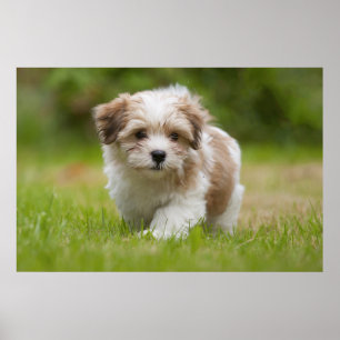 Havanese Welpe Poster