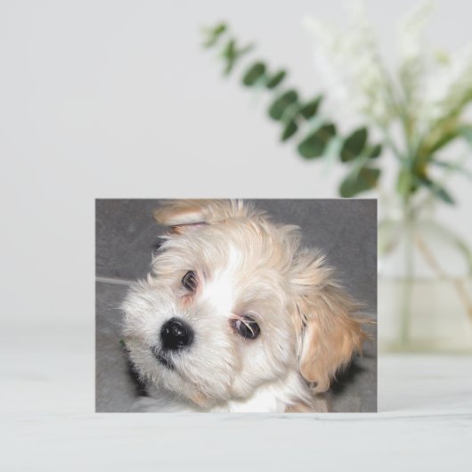 Havanese Welpe Postkarte (Stehend Vorderseite)
