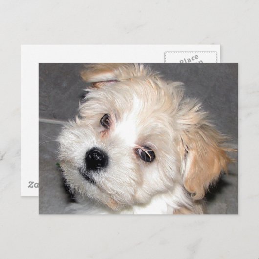 Havanese Welpe Postkarte (Vorne/Hinten)