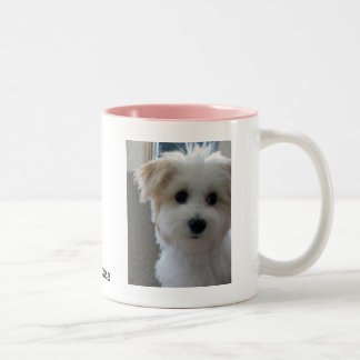 Havanese Welpe Zweifarbige Tasse