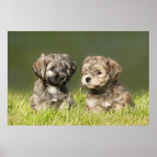 Havanese Welpen Poster