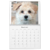 Havanese Welpen-Rettungs-Kalender 2012 Kalender (Mär 2027)
