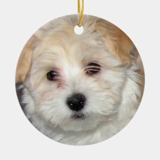 Havanese Welpen-Verzierung Keramikornament (Vorne)