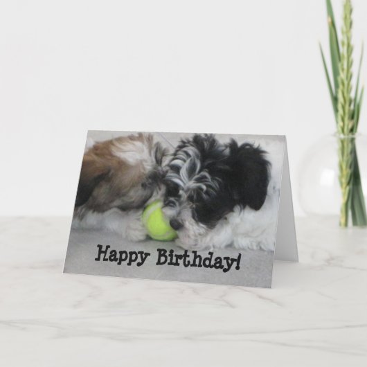 Havanese Welppies Happy Birthday Karte (Vorderseite)