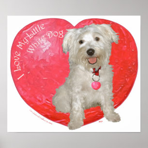 Havanese / Westie Mix Valentinstag Poster