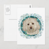 Havanese zum türkisfarbenen Wasser Postkarte (Vorne/Hinten)