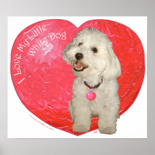 Havaneser Valentinstag Poster