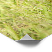 Havanische Welpen Poster (Ecke)