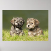 Havanische Welpen Poster (Vorne)