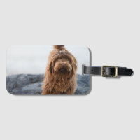 Havanischer Hund, Tier, Kanine