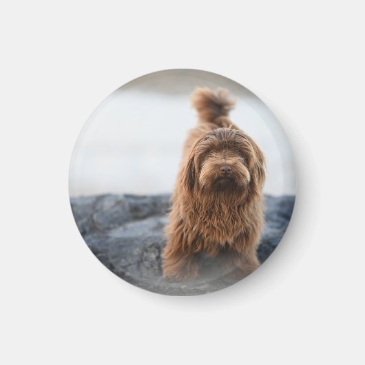Havanischer Hund, Tier, Kanine Magnet (Vorne)
