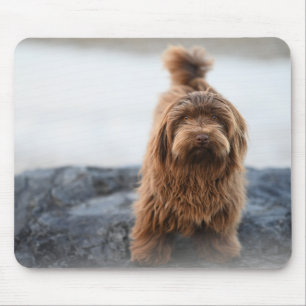 Havanischer Hund, Tier, Kanine Mousepad