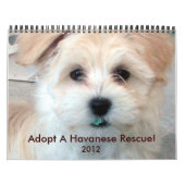 Havanna Rescue Puppies Kalender 2012 (Titelbild)