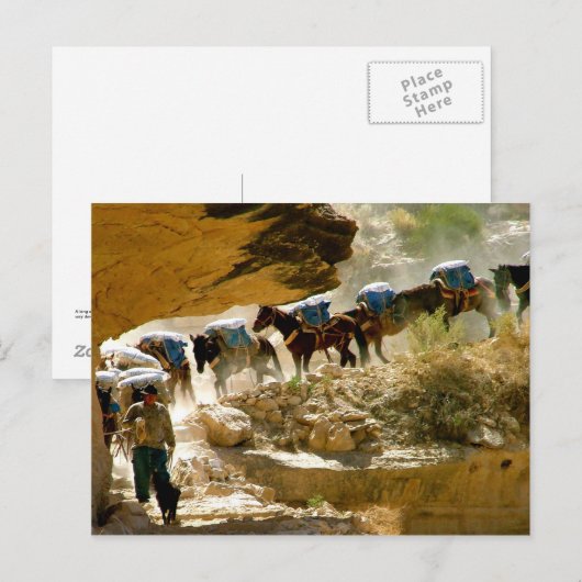 Havasu Canyon Pack Train Postkarte (Vorne/Hinten)