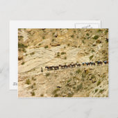 Havasu Canyon Pack Zug Postkarte (Vorne/Hinten)