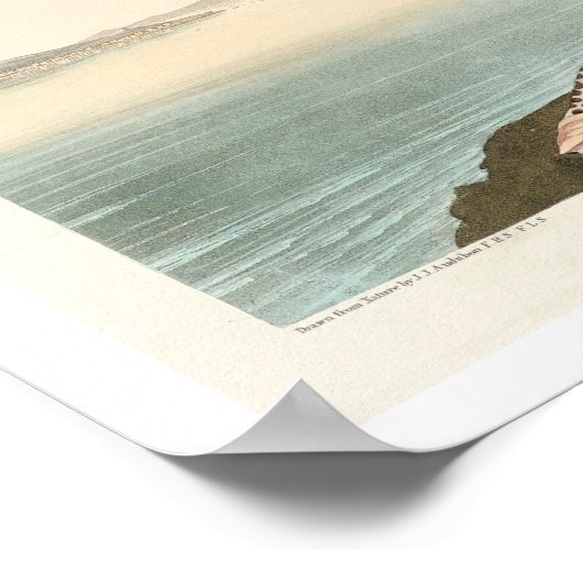 Havells Tern und Trudeaus Tern von Audubon Poster (Ecke)