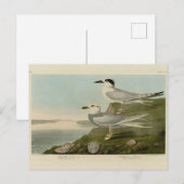 Havell's & Trudeau's Tern Audubon Birds of America Postkarte (Vorne/Hinten)