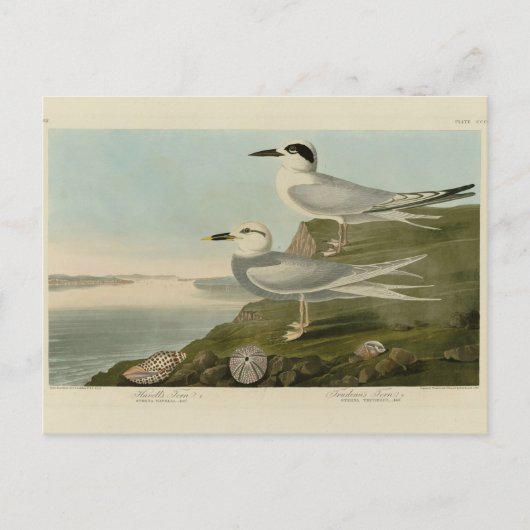 Havell's & Trudeau's Tern Audubon Birds of America Postkarte (Vorderseite)