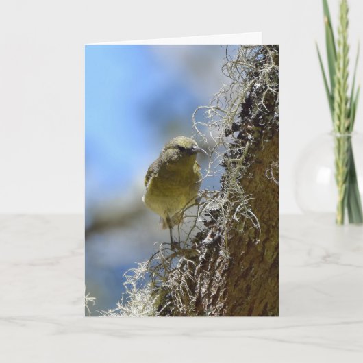 Hawaii Amakihi Karte (Vorderseite)