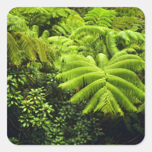 Hawaii, Big Island, Üppige tropische Vegetation in Quadratischer Aufkleber