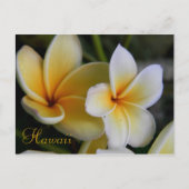 Hawaii-Blume Postkarte (Vorderseite)